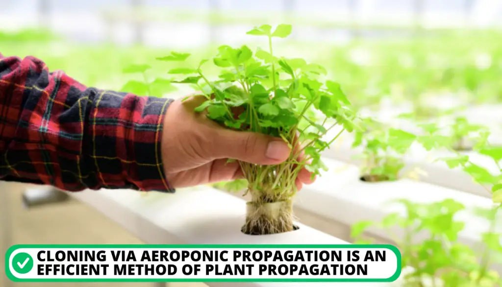 Cloning Plants Aeroponically