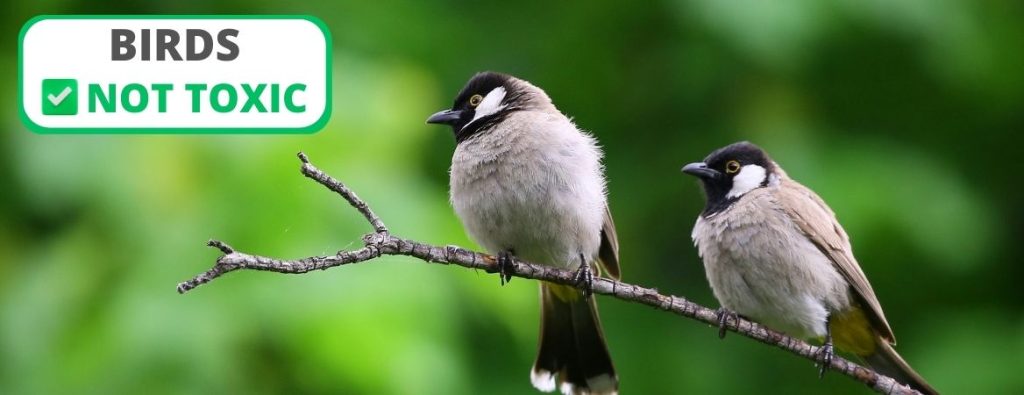 Coated Grass Seeds Toxicity. Birds