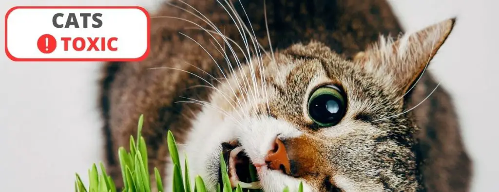 Is Grass Seed Toxic? Cats