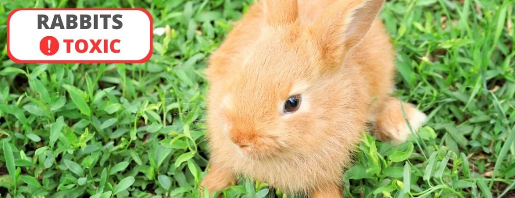 Coated Grass Seeds Toxicity. Rabbits