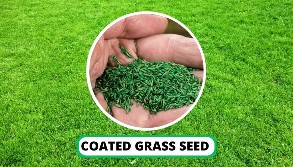 Grass Seed Coating