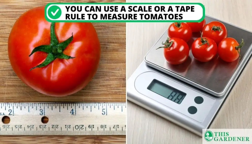 How Many Roma Tomatoes In A Cup  How to Measure Tomatoes