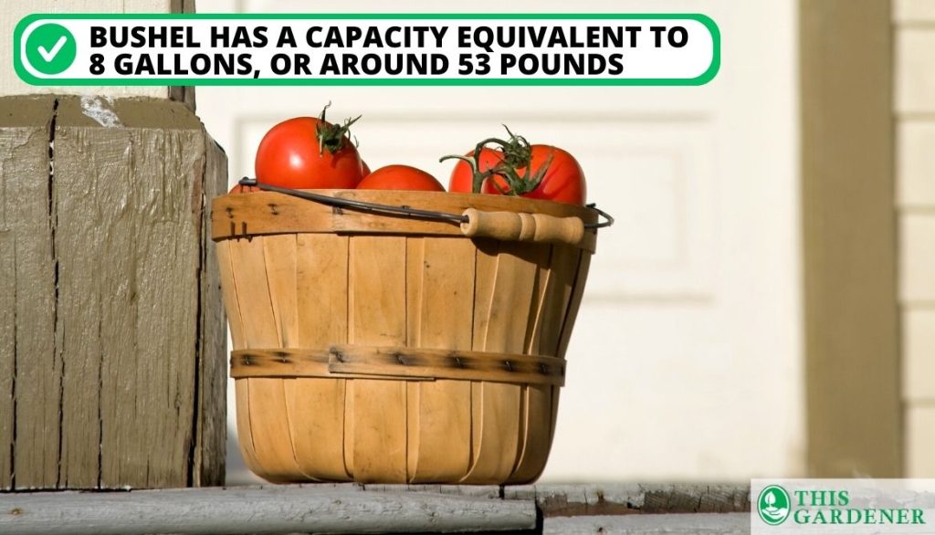 How Many Roma Tomatoes In A Cup The Number of Tomatoes in a Bushel