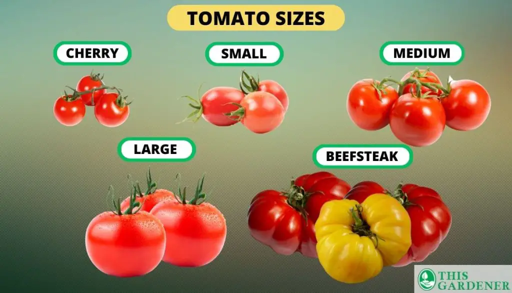 How Many Roma Tomatoes In A Cup Tomato Sizes