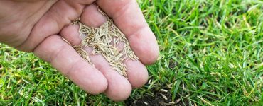Is Grass Seed Toxic
