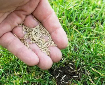 Is Grass Seed Toxic