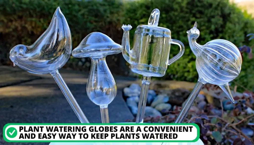 Plant watering globes