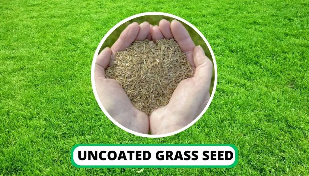 Uncoated Grass Seeds