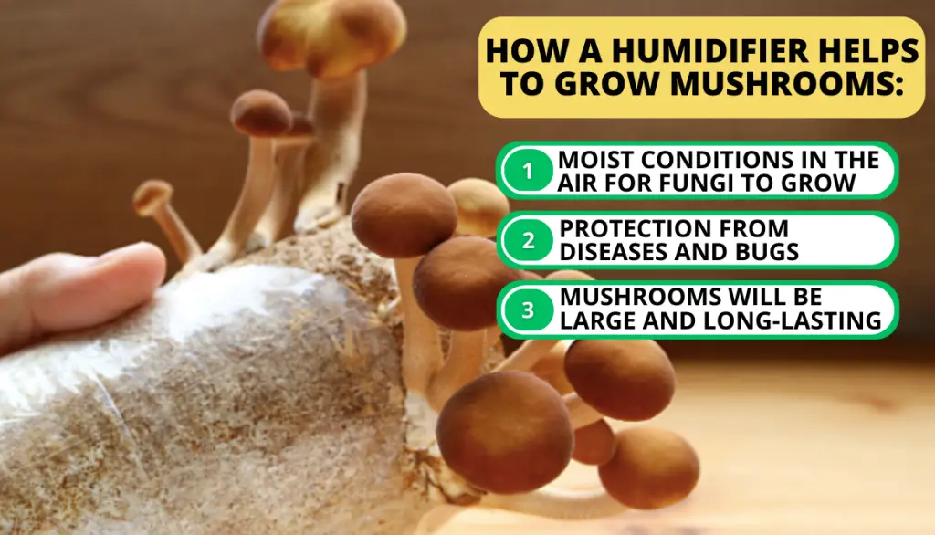 Best Humidifier for Mushrooms. Why Opt For a Humidifier for Growing Mushrooms