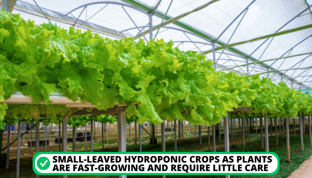 Hydroponic Lettuce