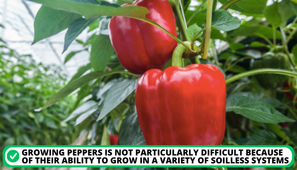 Pepper Plants