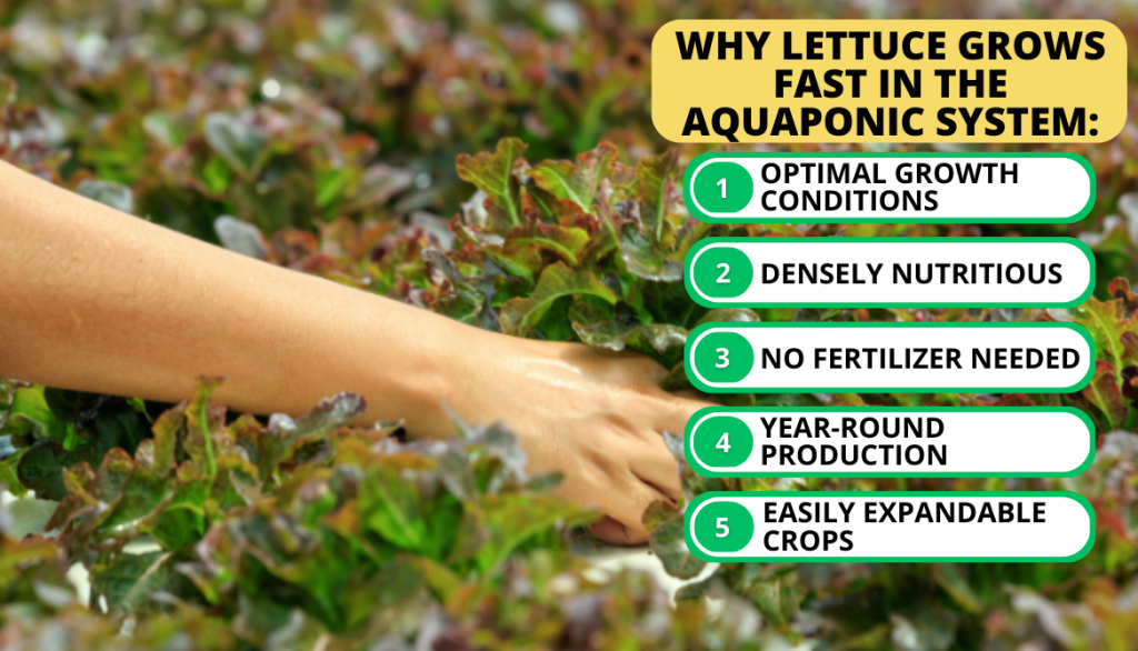 Benefits of Growing Lettuce in Aquaponics