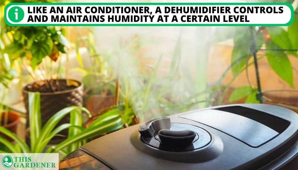 Best Dehumidifier for 5x5 Grow Tent An Insight Into Dehumidifier for Grow Tent