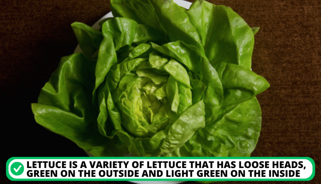 Butterhead Lettuce