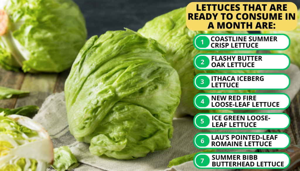 Fastest Lettuce Variety