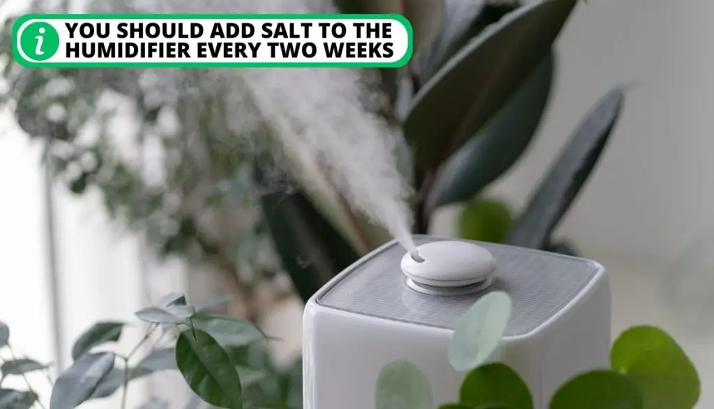 How Often Should You Put Bath Salt in a Humidifier