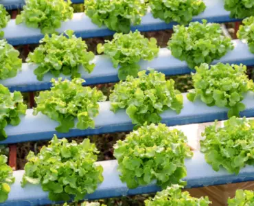 Lettuce Aquaponics: 10 Parameters for Growing Conditions Revealed!