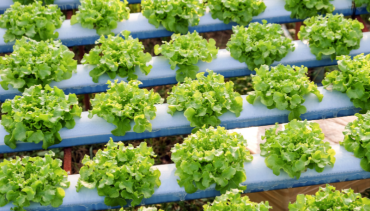 Lettuce Aquaponics: 10 Parameters for Growing Conditions Revealed!