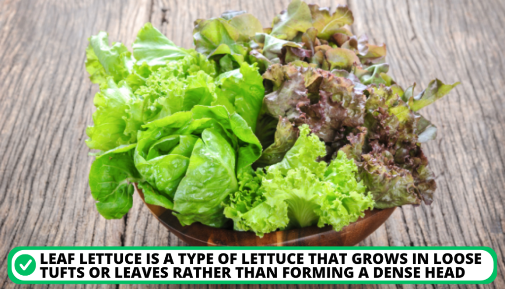 Loose Leaf Lettuce