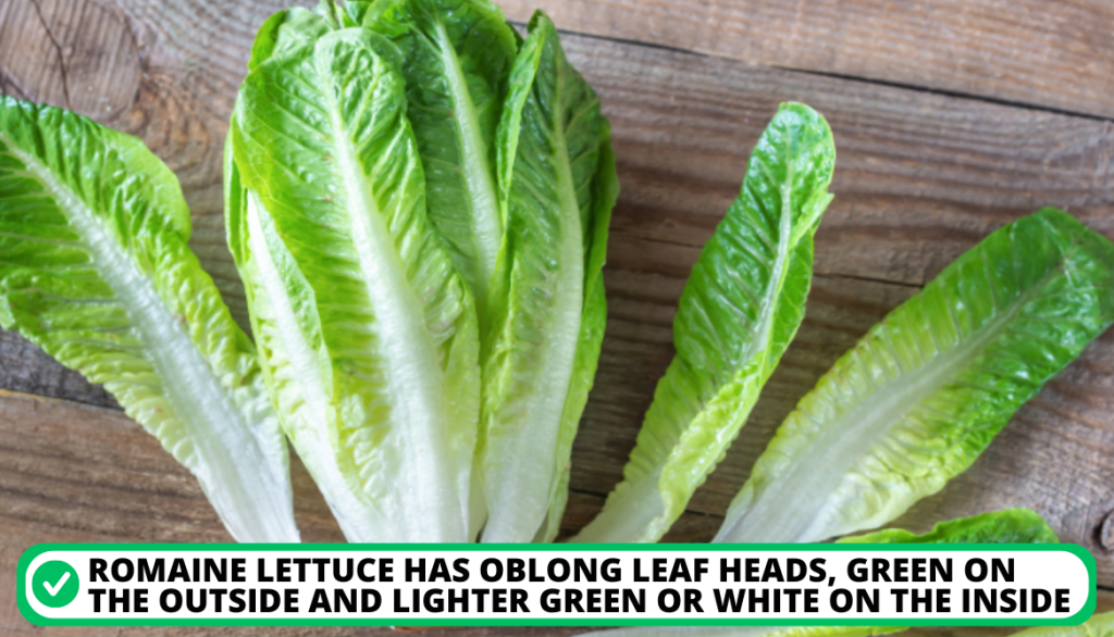 Romaine Lettuce