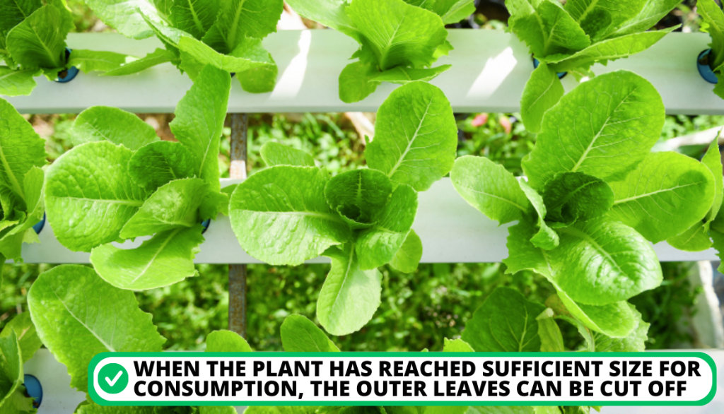 Step 4: Harvest the Grown Aquaponic Lettuce