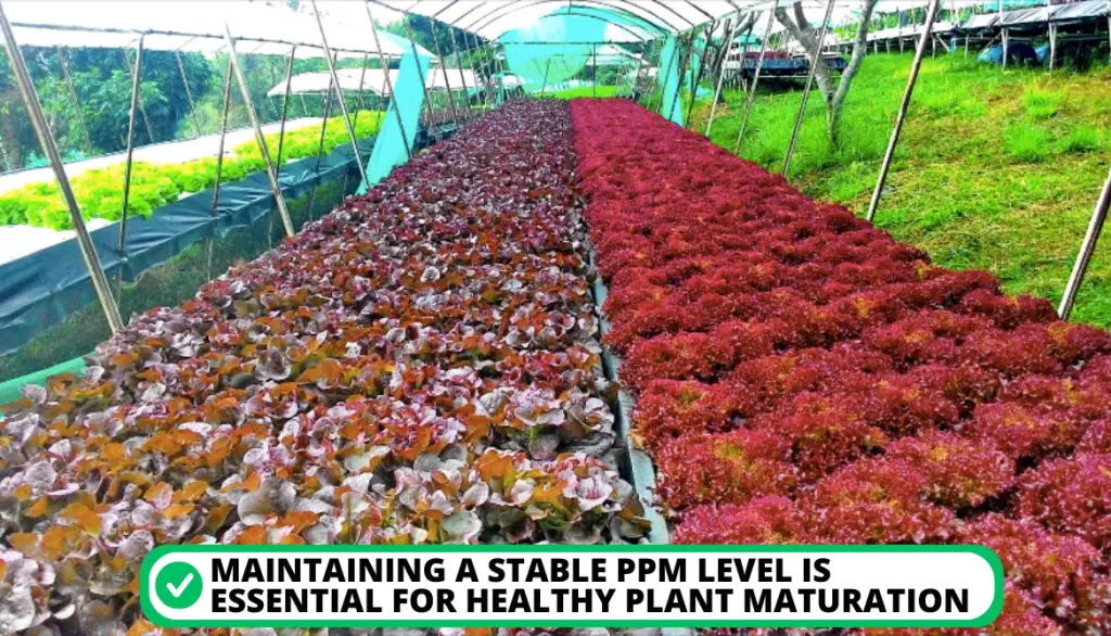 PPM Chart for Hydroponics. Understanding PPM Chart for Hydroponics and its Basic Values