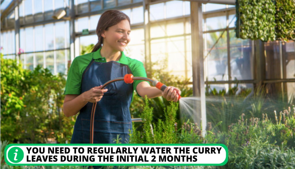 Watering the Plants