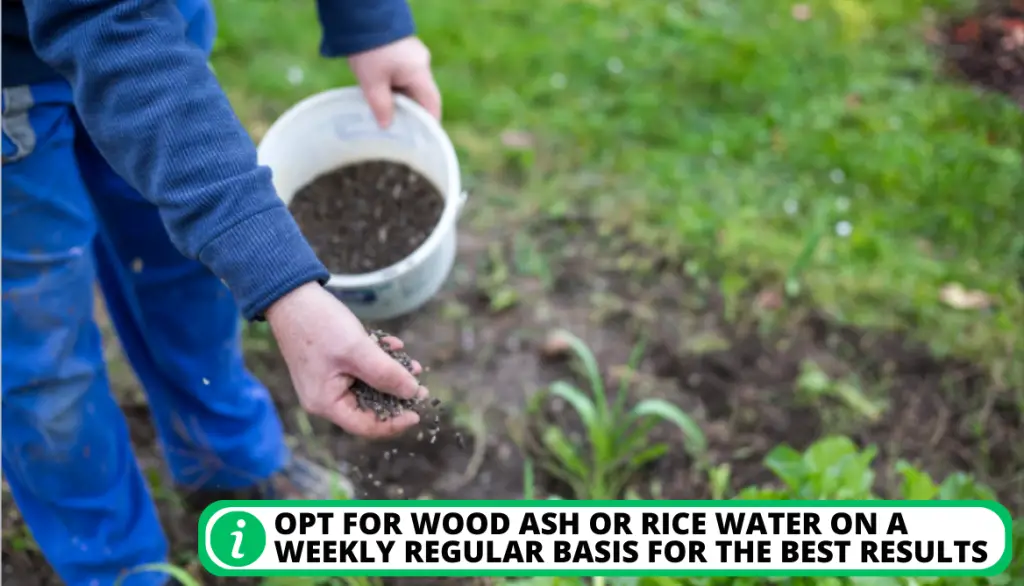 Use Suitable Fertilizer for Plants