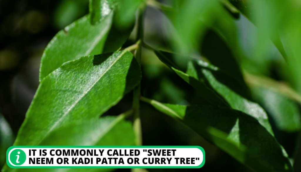 Curry Leaf Plant Bunnings. An Insight Into Curry Leaf Tree