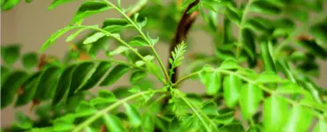 Curry Leaf Plant Bunnings: Best Tips for Growing, Benefits, and More!