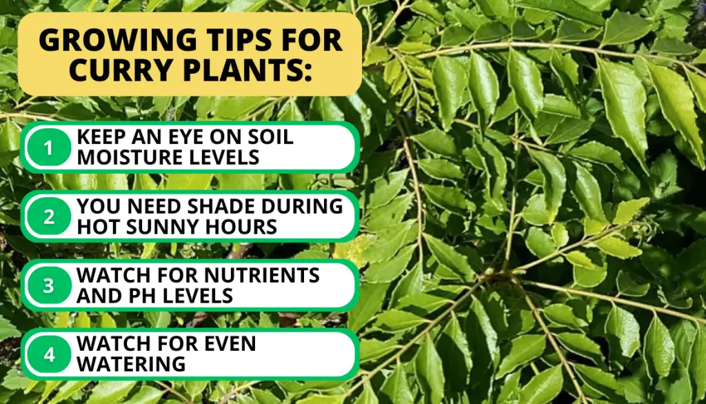 Growing Tips for Curry Plants