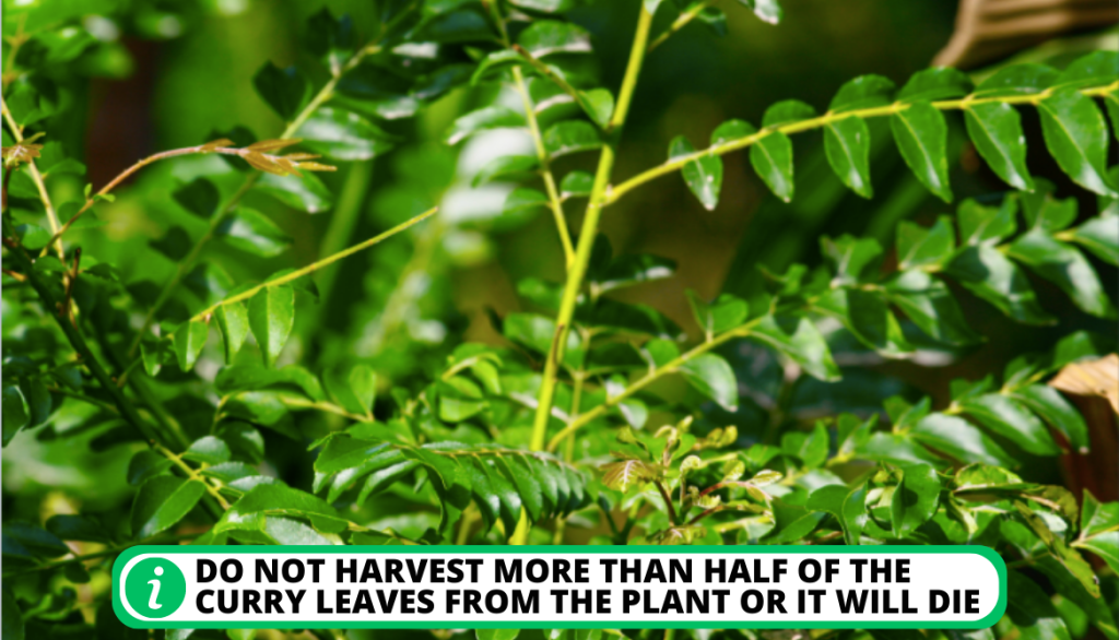 Harvesting the Plant