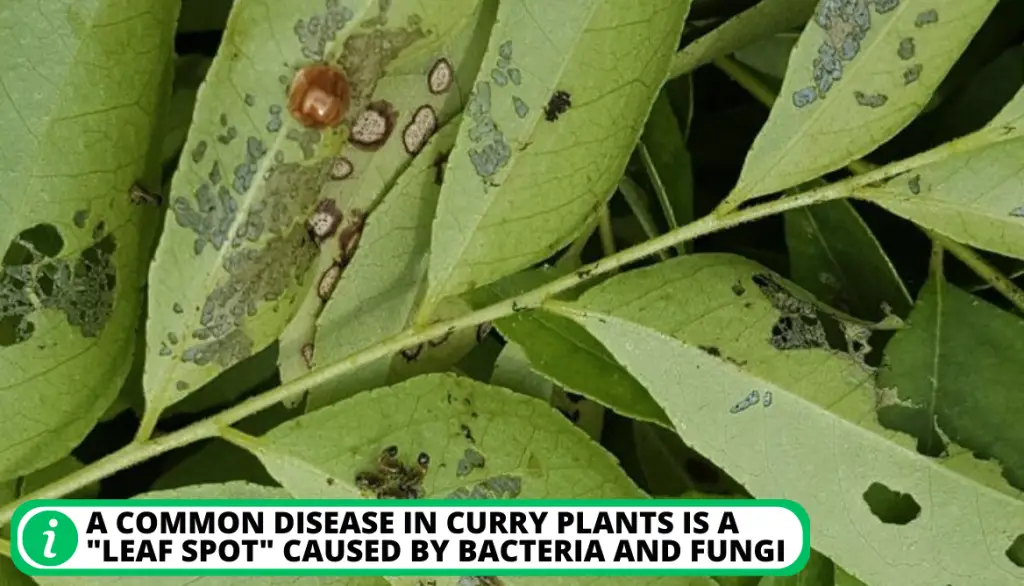 How to Tackle Pests and Diseases