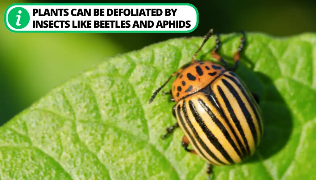 Beetles and Aphids