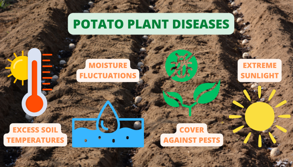 How Deep to Plant Potatoes. Planting Seed Potatoes Using 4 to 5 Inches