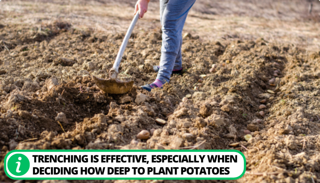 Trenches Gardening Method for Seed Potatoes