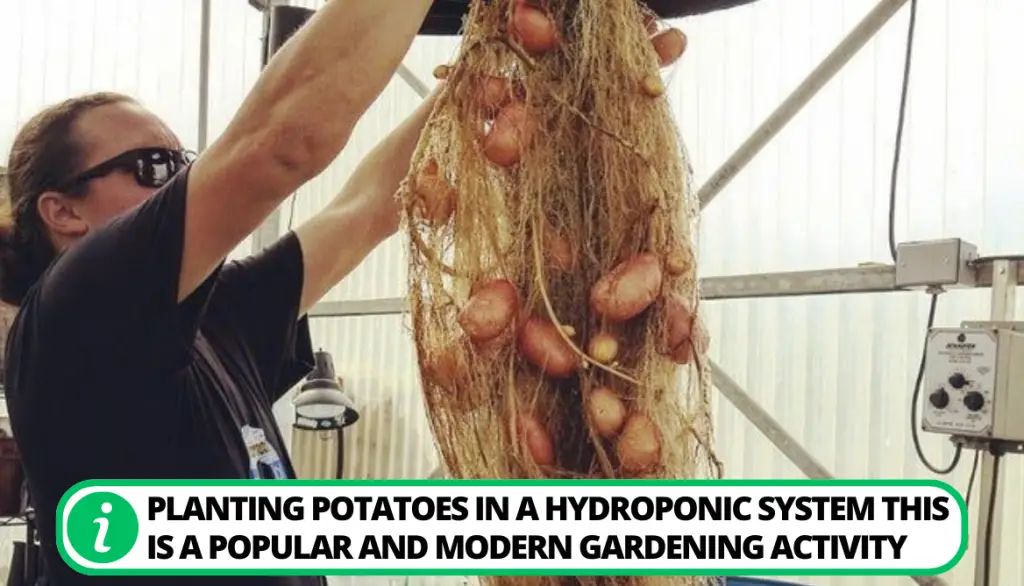 Planting Potatoes in A Hydroponic System 