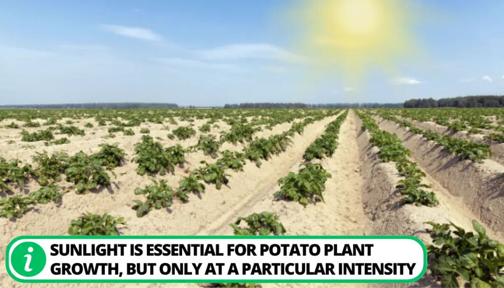 An Insight Into 3 Types Of Sunlight For Potato Growth