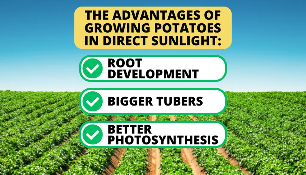 Benefits of Direct Sunlight for Potato Growing