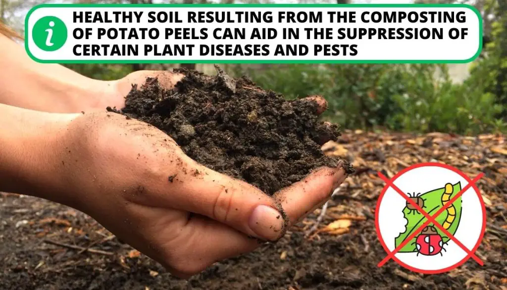 Can You Compost Potato Peels Disease and Pest Suppression