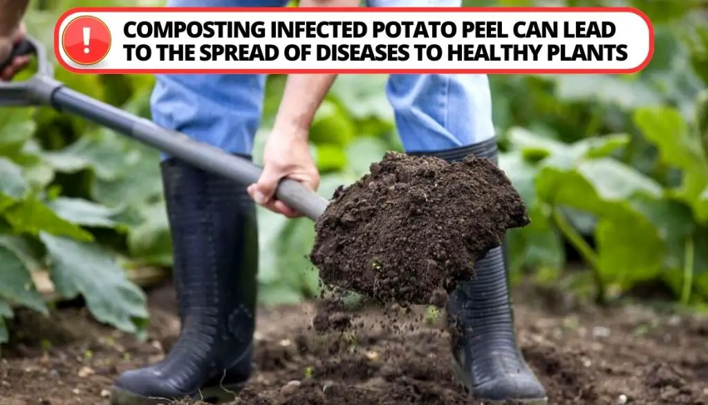 Can You Compost Potato Peels From Infected Potato Tubers