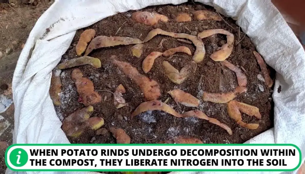 Do Potato Rinds Contribute Nutrients to Compost Nitrogen