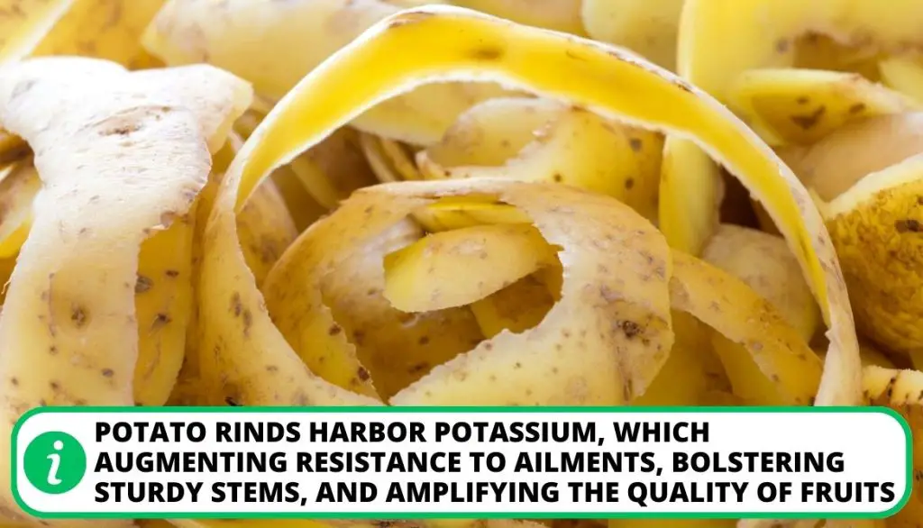 Do Potato Rinds Contribute Nutrients to Compost Potassium