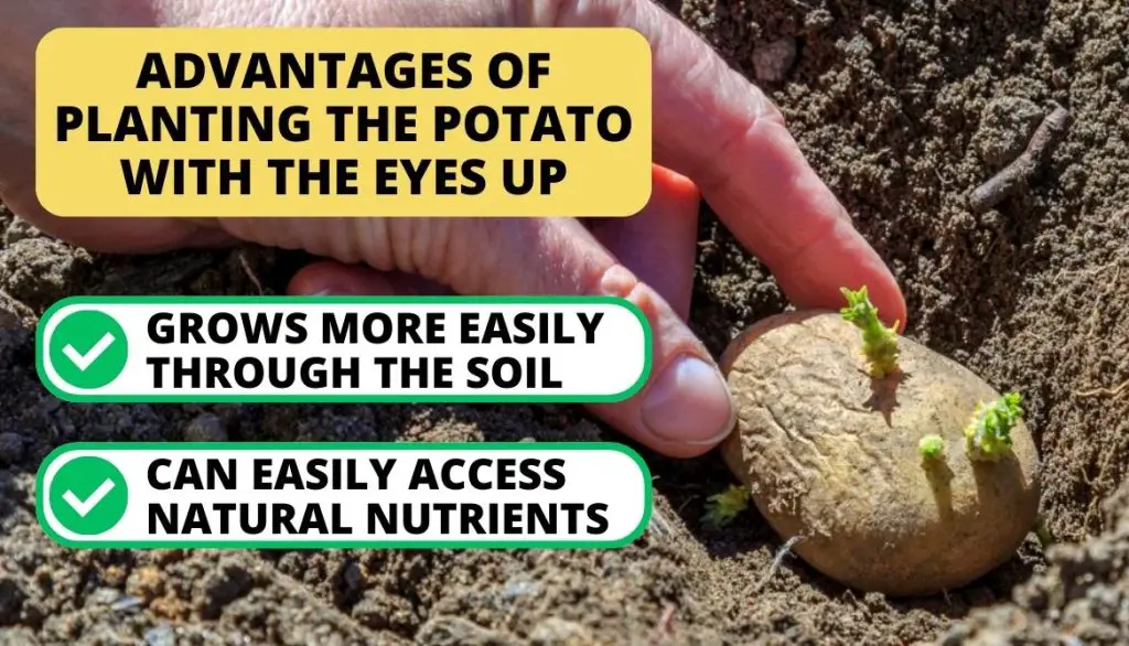 Do You Plant Potatoes With the Eyes Up or Down