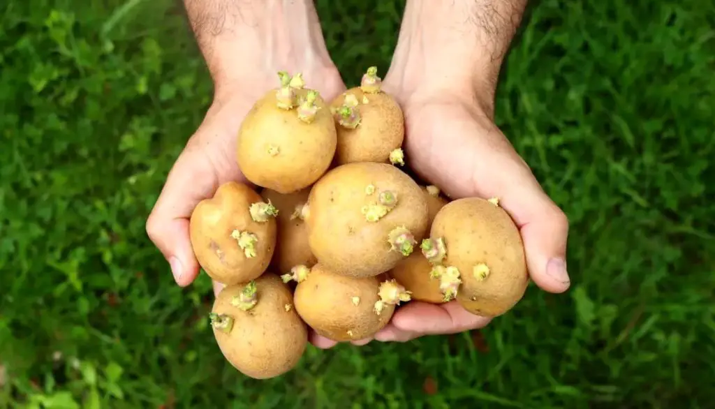 How To Plant Potato Eyes Up Or Down