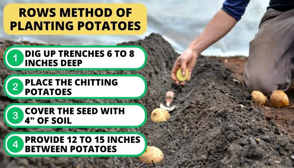 Do You Plant Potatoes With the Eyes Up or Down Use the Rows Method of Planting 