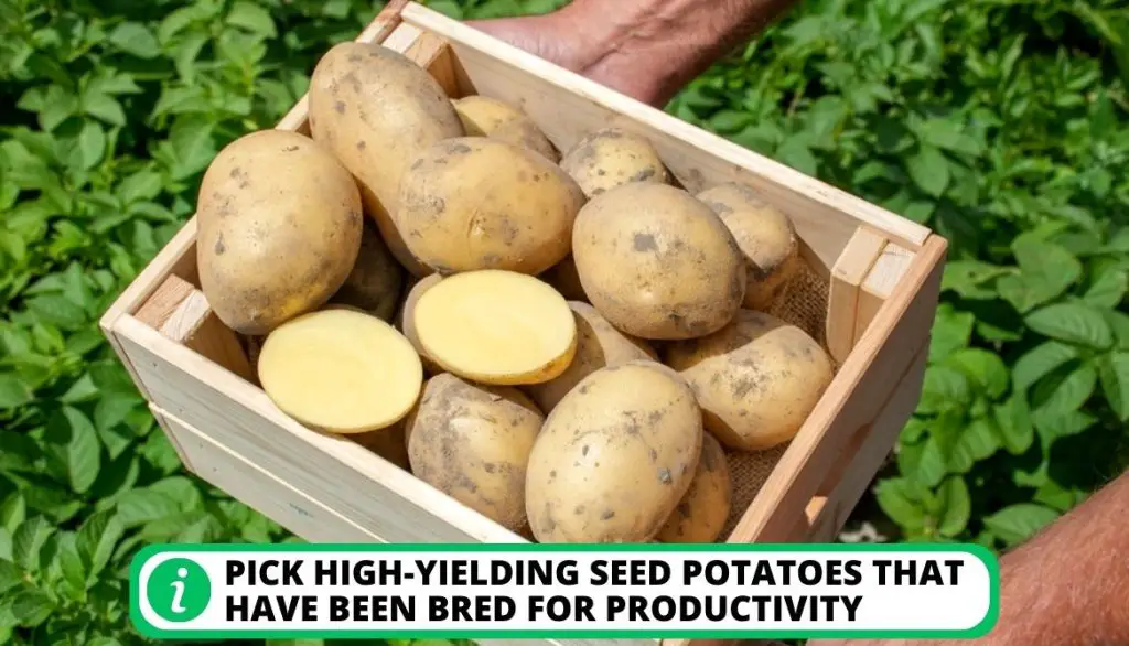 Guidelines To Boost Your Potato Yield