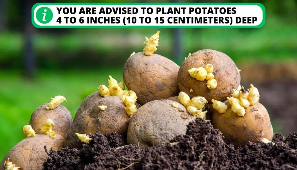 How Does Planting Depth Affect the Number of Potatoes from One Seed Potato