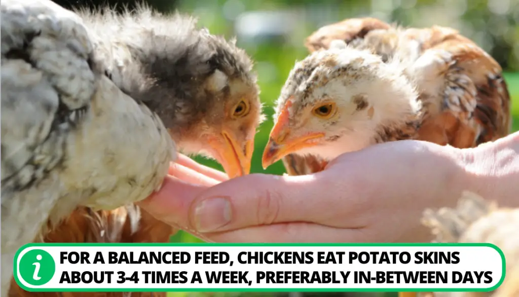 How Many Potato Peels Can a Chicken Eat in a Day?