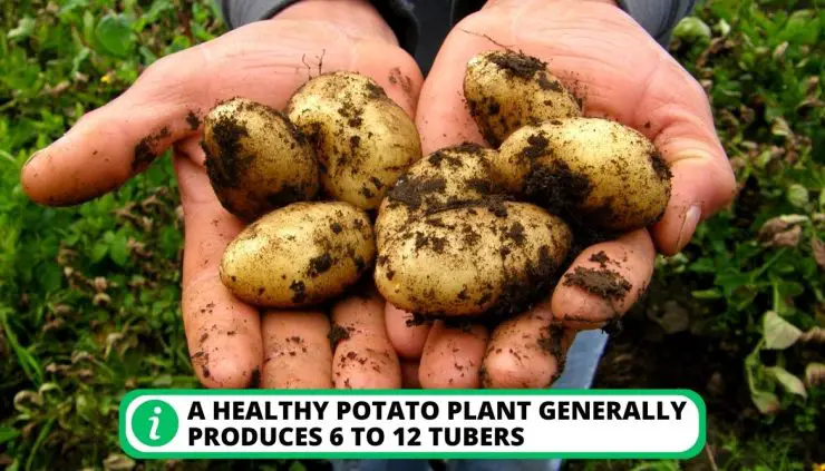 How Many Potatoes Grow From One Potato: Check The Number!